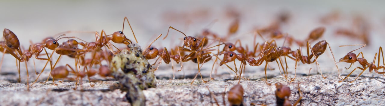 (c) Ameisen-ratgeber.de